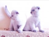 2 Tane Scottish Fold Dişi Yavru
