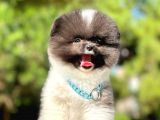 Ayıcık Boo Traşlı Özel Pomeranian