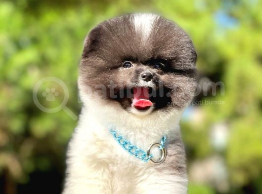 Ayıcık Boo Traşlı Özel Pomeranian