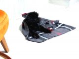 Toy Poodle Siyah İnci