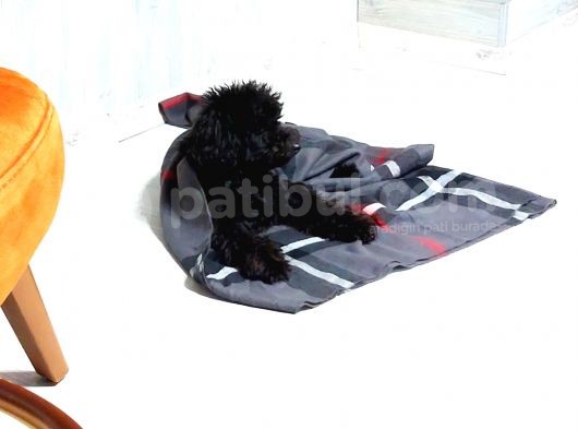 Toy Poodle Siyah İnci görsel
