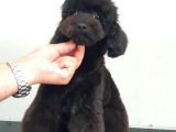 Toy Poodle Siyah İnci