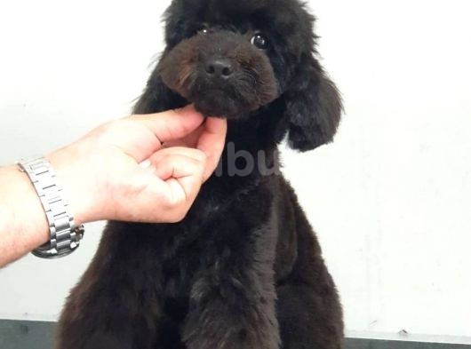 Toy Poodle Siyah İnci