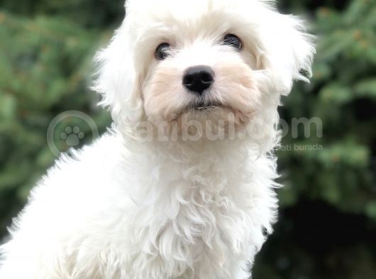 Dizayn Irk Morkie Güzelliğii görsel
