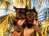 Tea Cup Yorkshire Terrier Yavrularımız Hazırdır