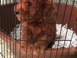 2 Aylık Red Poodel