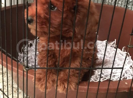 2 Aylık Red Poodel görsel