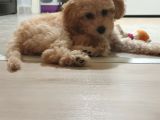 4 Aylik Uygun Fiyatli Disi Toypoodle