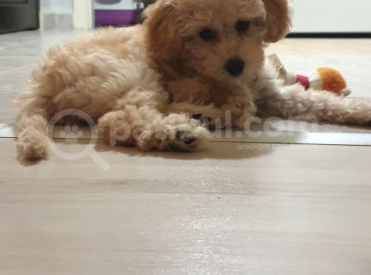 4 Aylik Uygun Fiyatli Disi Toypoodle görsel