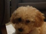 4 Aylik Uygun Fiyatli Disi Toypoodle