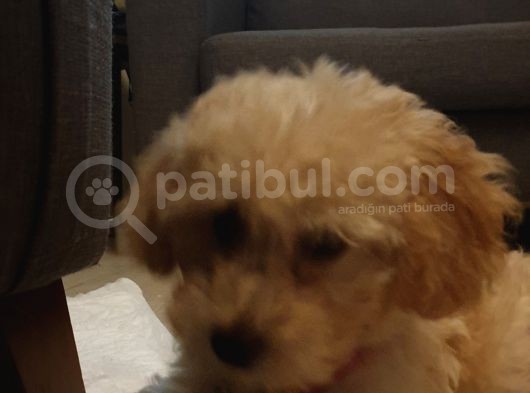 4 Aylik Uygun Fiyatli Disi Toypoodle görsel