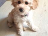 4 Aylik Uygun Fiyatli Disi Toypoodle