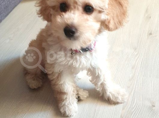 4 Aylik Uygun Fiyatli Disi Toypoodle görsel