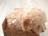 4 Aylik Uygun Fiyatli Disi Toypoodle
