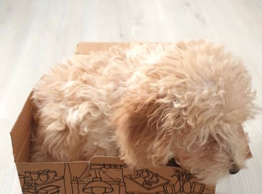 4 Aylik Uygun Fiyatli Disi Toypoodle görsel