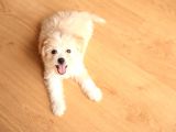 Acil  Maltipoo