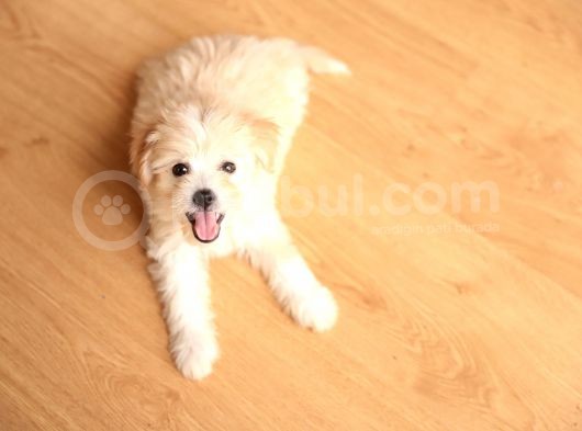 Acil  Maltipoo görsel