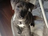 Aci̇l Pi̇tbull Blue Nose