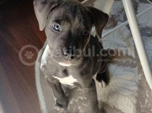 Aci̇l Pi̇tbull Blue Nose