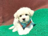 A Kali̇te Maltese Terri̇er