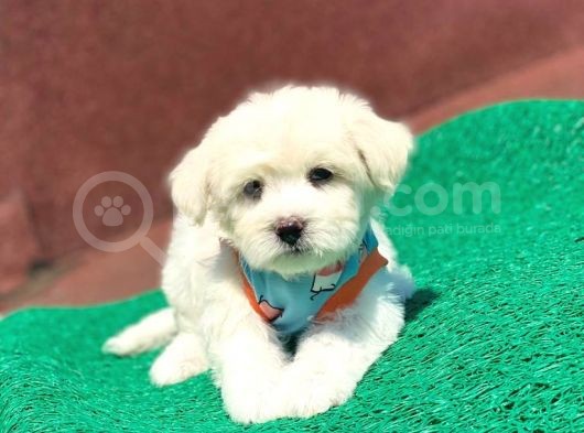 A Kali̇te Maltese Terri̇er görsel