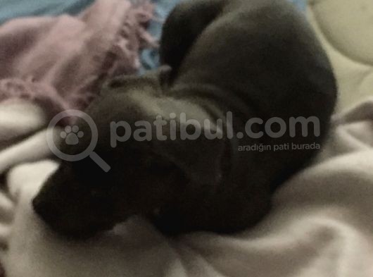 Aci̇l Pi̇tbull Blue Nose görsel