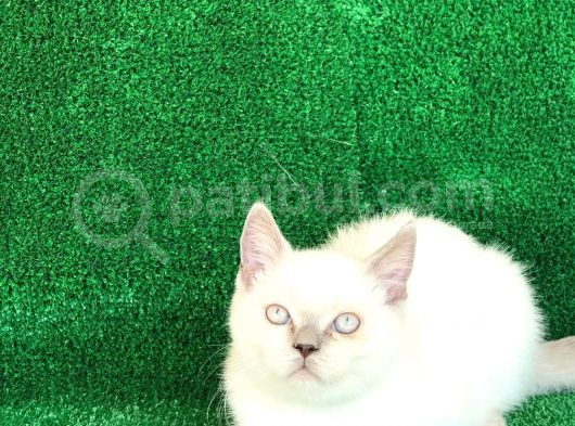 Orji̇nal Irk Bri̇ti̇sh Shorthai̇r Bluepoi̇nt görsel