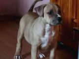 Abkc Scr’li Merle Soyu  Şampiyon Heryere Gönderim Var