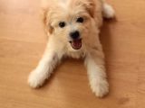 Acil  Maltipoo