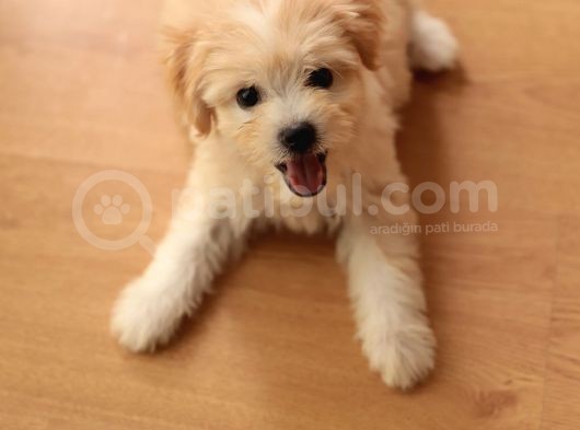 Acil  Maltipoo görsel