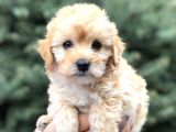 Toy Poodle Görselinde Muhteşem Brown Maltıpoo Yavrumuz