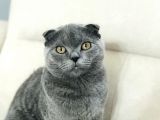 4 Aylık Scottish Fold