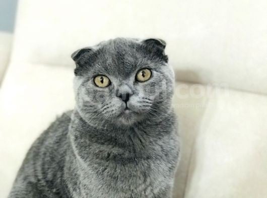 4 Aylık Scottish Fold görsel