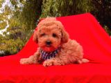 Red Brown Toy Poodle Yavrular