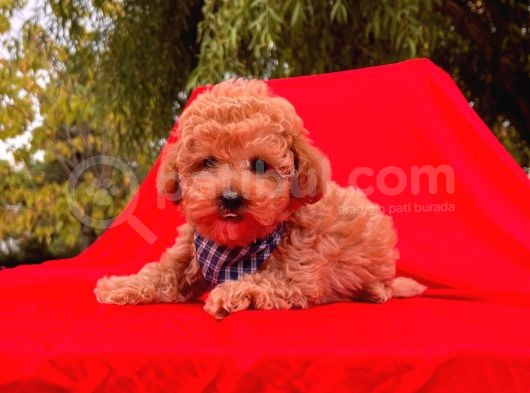 Red Brown Toy Poodle Yavrular görsel