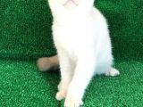 En Özel Renk Si̇lver Poi̇nt Di̇şi̇ Ve Erkek Yavrularımız