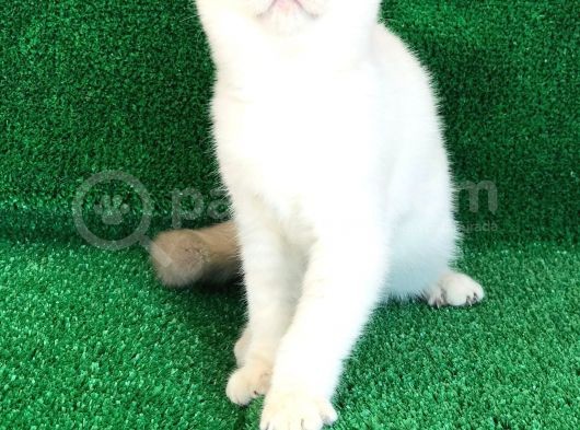 En Özel Renk Si̇lver Poi̇nt Di̇şi̇ Ve Erkek Yavrularımız görsel