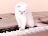 2 Tane Scottish Fold Dişi Yavru