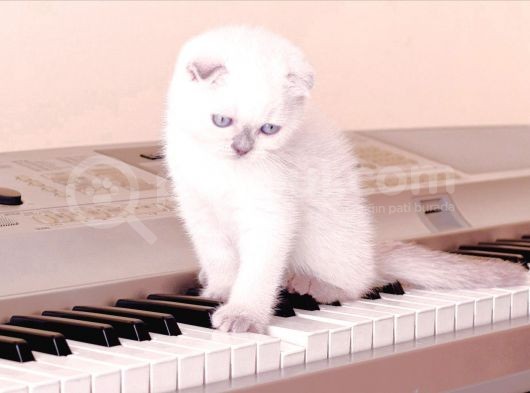 2 Tane Scottish Fold Dişi Yavru görsel