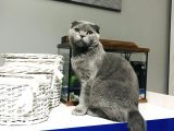 4 Aylık Scottish Fold