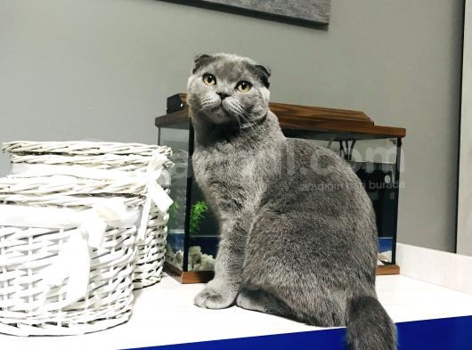4 Aylık Scottish Fold görsel
