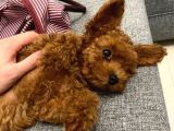 Red Brown Toy Poodle Yavrular