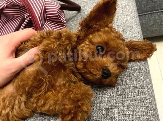 Red Brown Toy Poodle Yavrular görsel