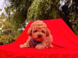 Red Brown Toy Poodle Yavrular