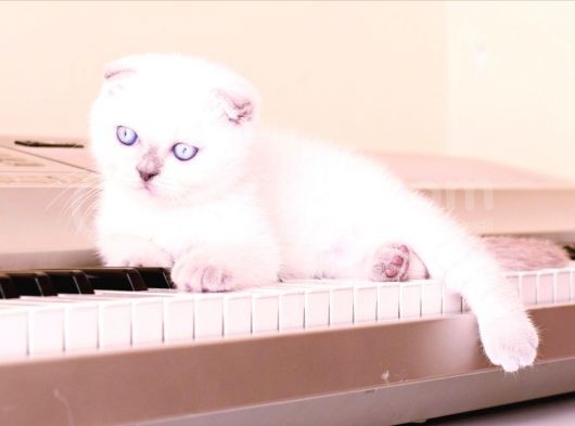 2 Tane Scottish Fold Dişi Yavru görsel