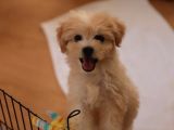 Acil  Maltipoo