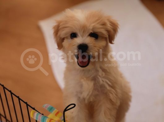Acil  Maltipoo görsel