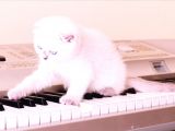2 Tane Scottish Fold Dişi Yavru
