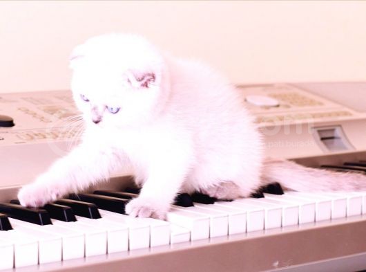 2 Tane Scottish Fold Dişi Yavru görsel