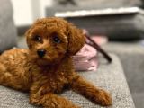 Red Brown Toy Poodle Yavrular